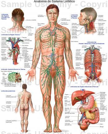 FISIOLOGIA HUMANA 
